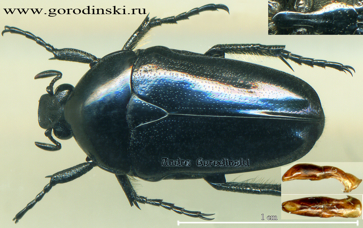 http://www.gorodinski.ru/cetoniidae/Pseudodiceros nigrocyaneus.jpg